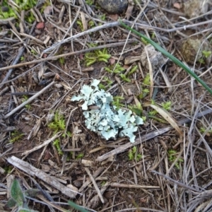 Lichen - foliose at Franklin, ACT - 1 Aug 2020