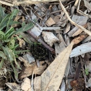 Apina callisto at Weston, ACT - 1 Aug 2020