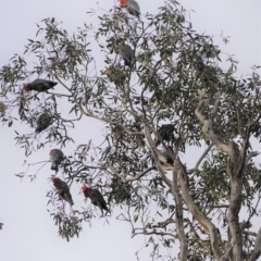 Callocephalon fimbriatum (Gang-gang Cockatoo) at Hughes Grassy Woodland - 9 Aug 2020 by JackyF