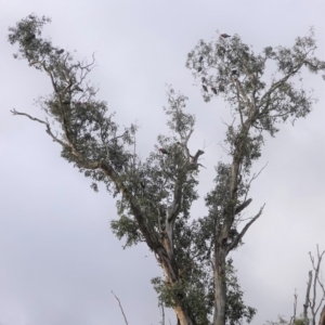 Callocephalon fimbriatum at Hughes, ACT - 9 Aug 2020