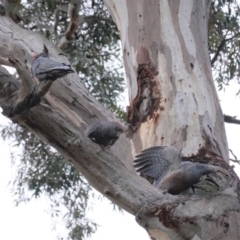 Callocephalon fimbriatum (Gang-gang Cockatoo) at GG101 - 9 Aug 2020 by JackyF