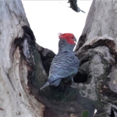 Callocephalon fimbriatum (Gang-gang Cockatoo) at Hughes, ACT - 9 Aug 2020 by JackyF