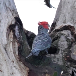 Callocephalon fimbriatum at Hughes, ACT - 9 Aug 2020