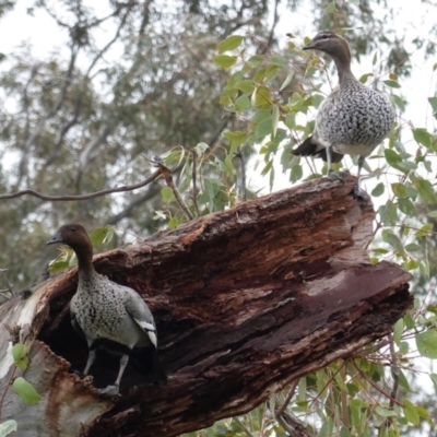 Chenonetta jubata (Australian Wood Duck) at Hughes Grassy Woodland - 9 Aug 2020 by JackyF