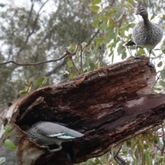 Chenonetta jubata at Hughes, ACT - 9 Aug 2020 04:56 PM