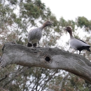 Chenonetta jubata at Hughes, ACT - 9 Aug 2020 04:56 PM