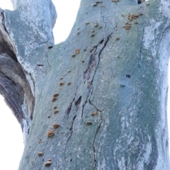 Truncospora ochroleuca at Red Hill to Yarralumla Creek - 9 Aug 2020 by JackyF