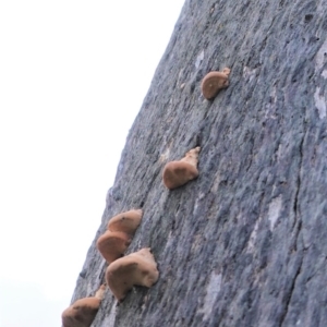 Truncospora ochroleuca at Hughes, ACT - 9 Aug 2020