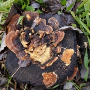 Trametes versicolor at Deakin, ACT - 9 Aug 2020 01:30 PM