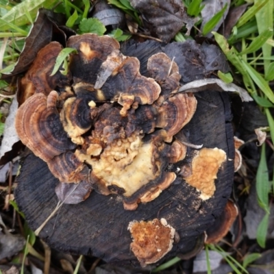 Trametes versicolor (Turkey Tail) at Deakin, ACT - 9 Aug 2020 by JackyF