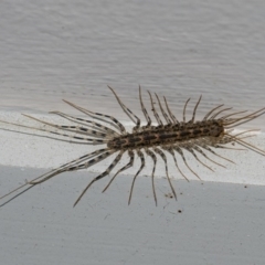 Scutigeridae (family) (A scutigerid centipede) at Googong, NSW - 8 Aug 2020 by WHall