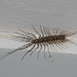 Scutigeridae (family) at Googong, NSW - 8 Aug 2020 09:54 PM