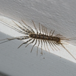 Scutigeridae (family) at Googong, NSW - 8 Aug 2020 09:54 PM