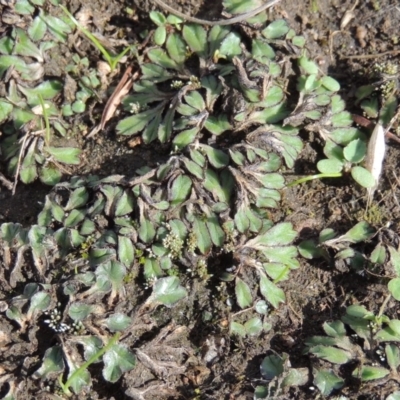 Riccia inflexa (Liverwort) at Tuggeranong DC, ACT - 20 Feb 2020 by michaelb