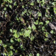 Riccia sp. (genus) (Liverwort) at Bullen Range - 20 Feb 2020 by michaelb