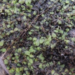 Riccia sp. (genus) at Tuggeranong DC, ACT - 20 Feb 2020