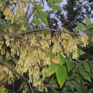 Fraxinus angustifolia at Molonglo River Reserve - 2 Mar 2020