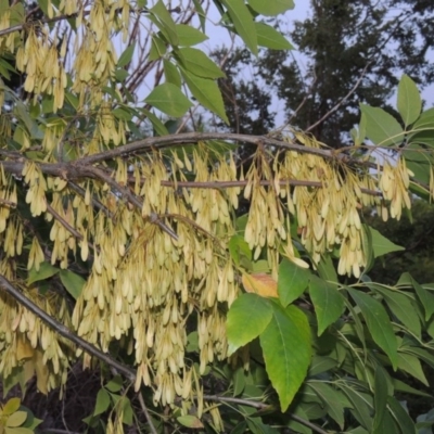 Fraxinus angustifolia (Desert Ash) at Molonglo River Reserve - 2 Mar 2020 by michaelb