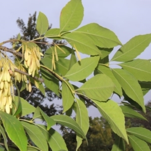 Fraxinus angustifolia at Molonglo River Reserve - 2 Mar 2020