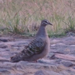 Phaps chalcoptera (Common Bronzewing) at Coombs Ponds - 2 Mar 2020 by michaelb