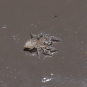 Prostheclina sp (genus) at Acton, ACT - 4 Aug 2020