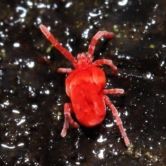 Trombidiidae (family) (Red velvet mite) at Acton, ACT - 9 Aug 2020 by TimL