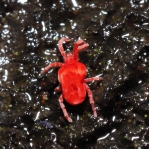 Trombidiidae (family) at Acton, ACT - 9 Aug 2020