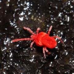 Trombidiidae (family) at Acton, ACT - 9 Aug 2020