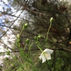 Linum marginale (Native Flax) at Yarralumla, ACT - 9 Aug 2020 by JaneR