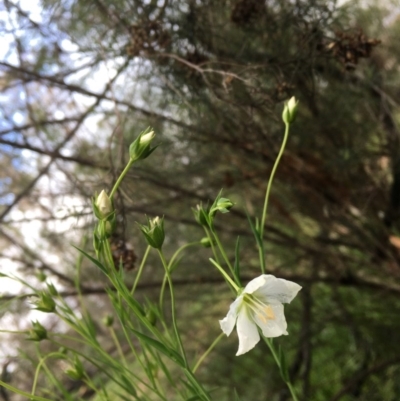 Linum marginale (Native Flax) at Stirling Park - 9 Aug 2020 by JaneR