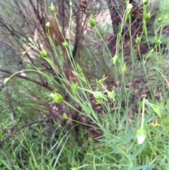 Linum marginale at Yarralumla, ACT - 9 Aug 2020