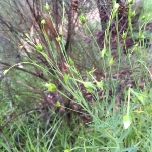 Linum marginale at Yarralumla, ACT - 9 Aug 2020