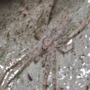 Tamopsis sp. (genus) at Acton, ACT - 9 Aug 2020