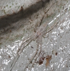 Tamopsis sp. (genus) at Acton, ACT - 9 Aug 2020