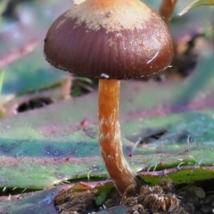 Unidentified Cap on a stem; gills below cap [mushrooms or mushroom-like] at Latham, ACT - 5 Jun 2020 by Caric
