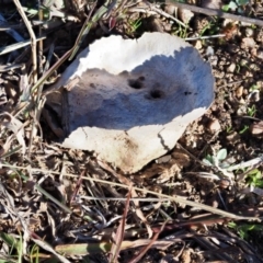 Calvatia cyathiformis at Macgregor, ACT - 4 Jun 2020 by Caric