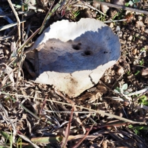 Calvatia cyathiformis at Macgregor, ACT - 4 Jun 2020 03:34 PM