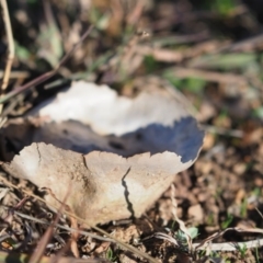 Calvatia cyathiformis at Macgregor, ACT - 4 Jun 2020