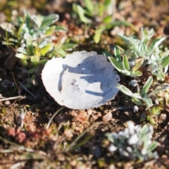 Calvatia cyathiformis at Macgregor, ACT - 4 Jun 2020