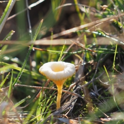 Lichenomphalia chromacea (Yellow Navel) at Macgregor, ACT - 24 Jun 2020 by Caric