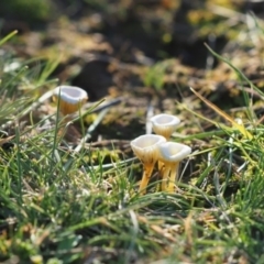 Lichenomphalia chromacea at Macgregor, ACT - 24 Jun 2020