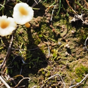 Lichenomphalia chromacea at Macgregor, ACT - 24 Jun 2020