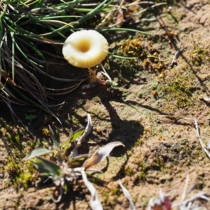 Lichenomphalia chromacea at Macgregor, ACT - 24 Jun 2020