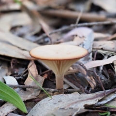 Unidentified Cap on a stem; gills below cap [mushrooms or mushroom-like] at Umbagong District Park - 5 Jun 2020 by Caric