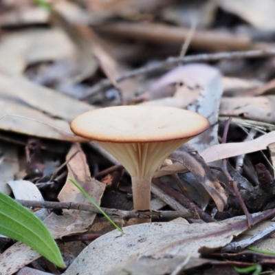Unidentified Cap on a stem; gills below cap [mushrooms or mushroom-like] at Umbagong District Park - 5 Jun 2020 by Caric