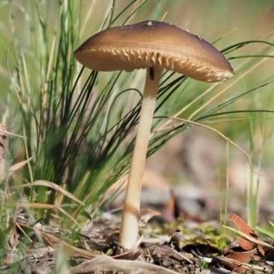 Oudemansiella 'radicata group' (Rooting shank) at Latham, ACT - 10 May 2020 by Caric