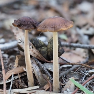 Oudemansiella 'radicata group' at Latham, ACT - 10 May 2020