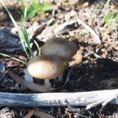 Oudemansiella gigaspora group at Latham, ACT - 10 May 2020