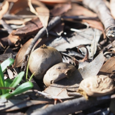 Bovista (A puffball) at Latham, ACT - 10 May 2020 by Caric