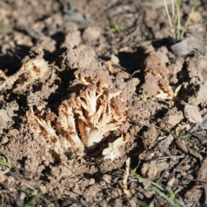 Ramaria sp. at Latham, ACT - 5 Jun 2020 02:26 PM